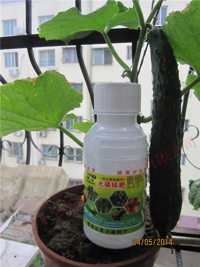 _(ti)辰С Y(ji)̼SBalcony bonsai small flower pot, out of light carbon big cucumber